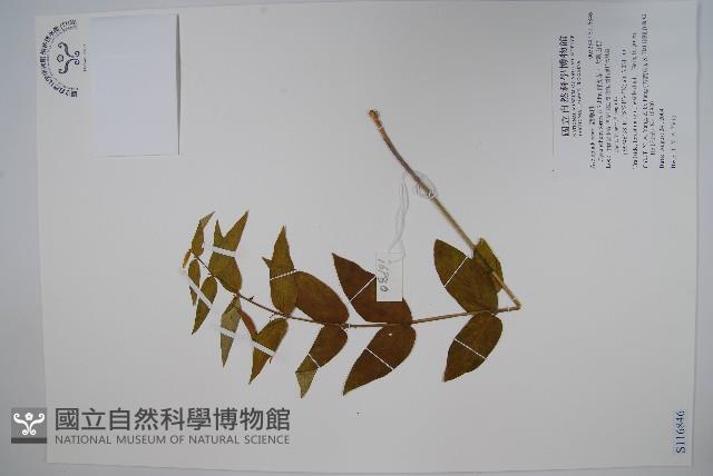 群虎草、大理白前藏品圖，第1張