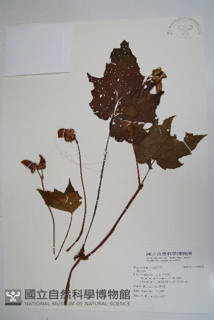 登錄號:S096846藏品圖，第1張