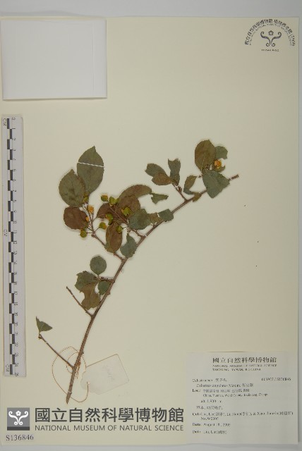 苦皮藤藏品圖，第1張