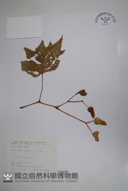 溪頭秋海棠藏品圖，第1張