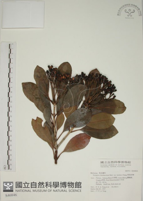 密脈赤楠藏品圖，第1張