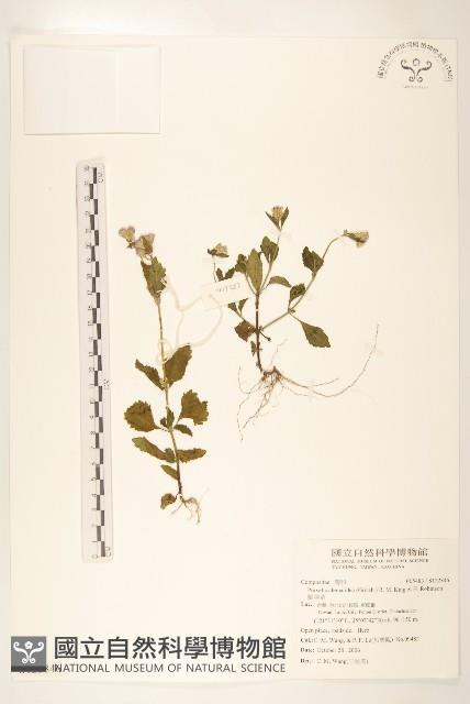 貓腥草藏品圖，第1張