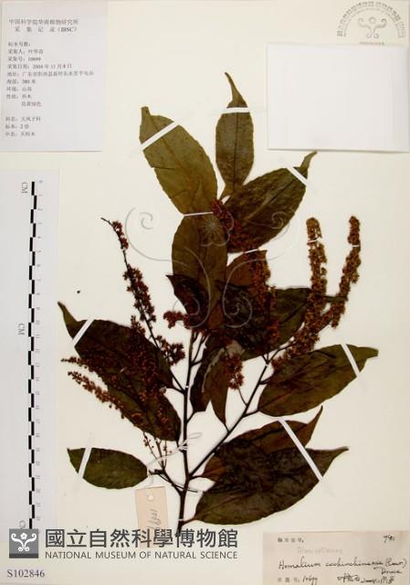 天料木藏品圖，第1張