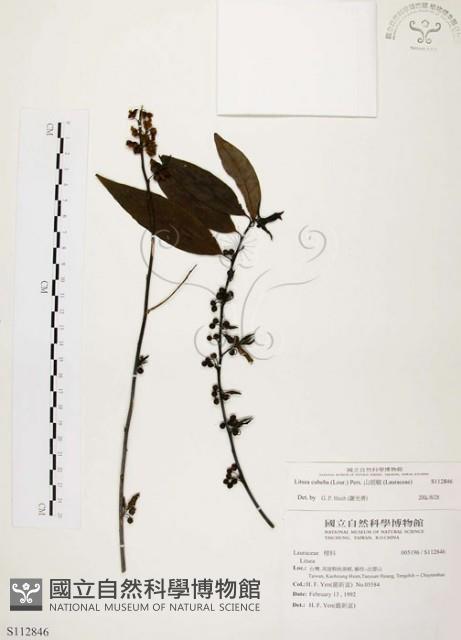 山胡椒藏品圖，第1張