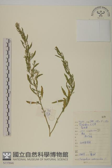 臭杏、土荊芥藏品圖，第1張