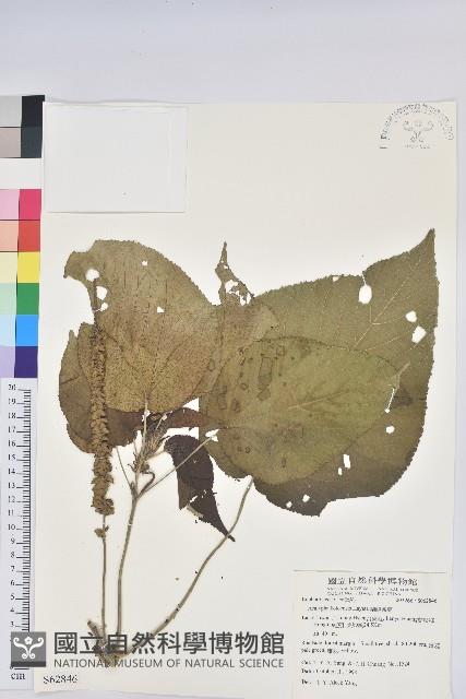 紅頭鐵莧、蘭嶼鐵莧藏品圖，第1張