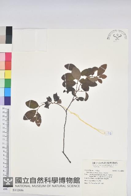 土密樹藏品圖，第1張