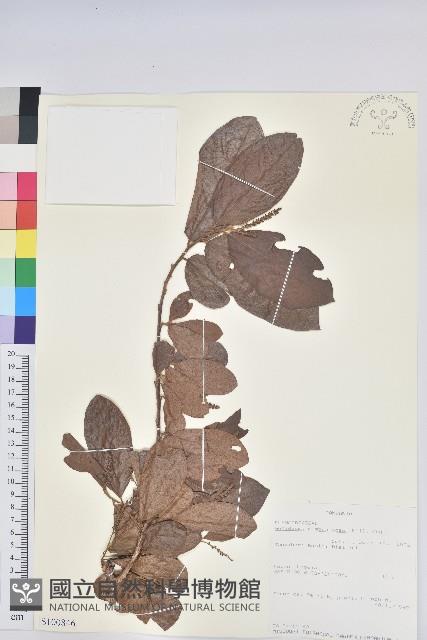 登錄號:S100846藏品圖，第1張