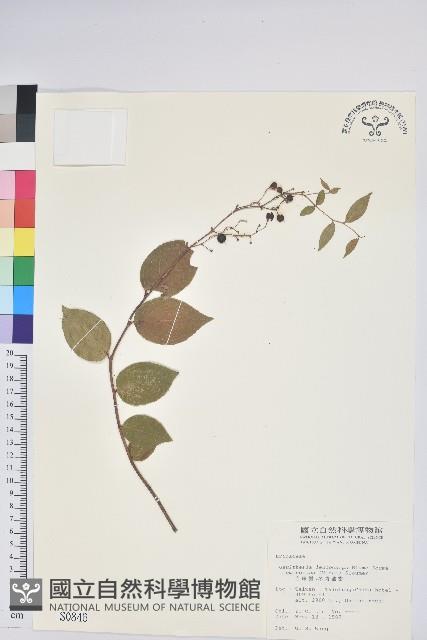 白珠樹藏品圖，第1張