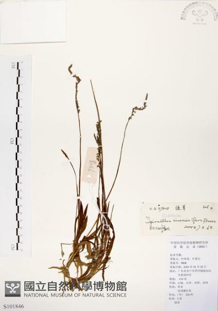 綬草藏品圖，第1張