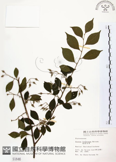 烏皮九芎、奮起湖野茉莉藏品圖，第1張