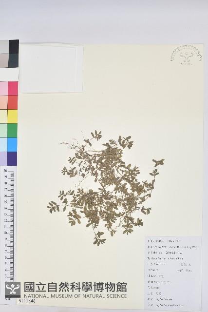 地錦藏品圖，第1張