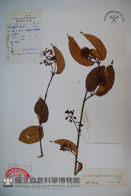 滇緬莢迷藏品圖，第1張