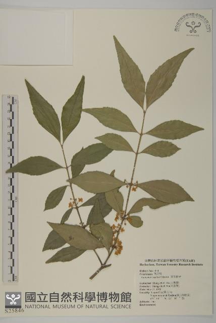 菱葉衛矛藏品圖，第1張