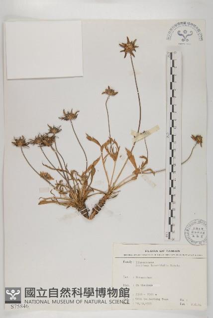 玉山山蘿蔔藏品圖，第1張