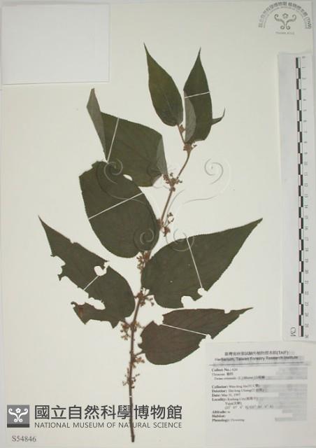 山黃麻藏品圖，第1張