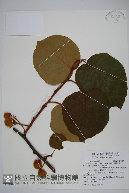臺灣羊桃藏品圖，第1張