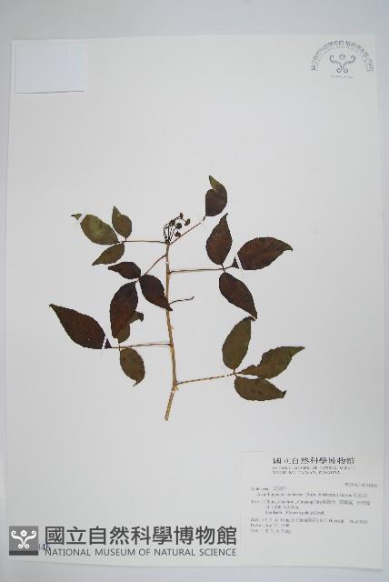 刺五加藏品圖，第1張