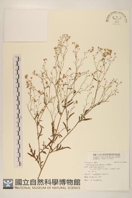 銀膠菊藏品圖，第1張