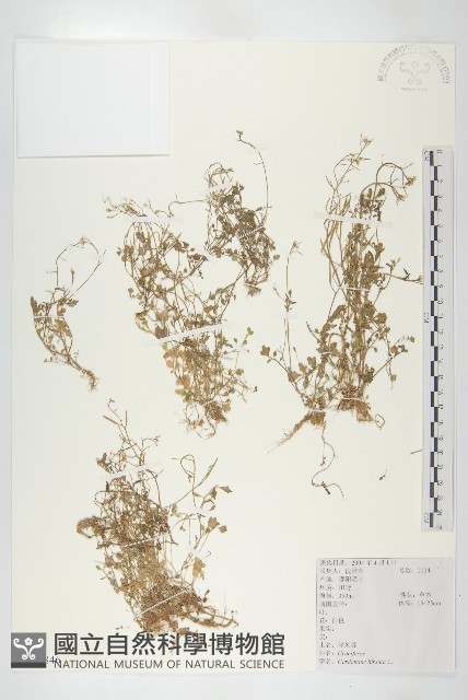 碎米薺藏品圖，第1張