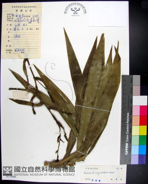 番仔林投藏品圖，第1張