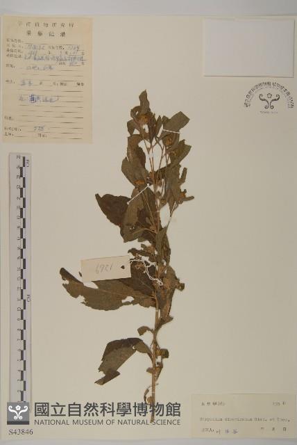 煙管草藏品圖，第1張