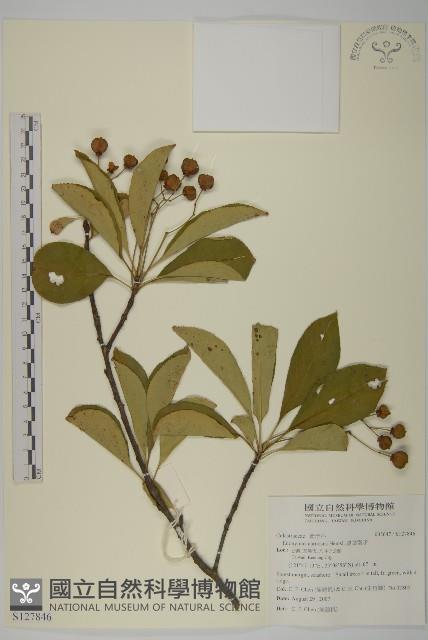 厚葉衛矛, 源一木藏品圖，第1張