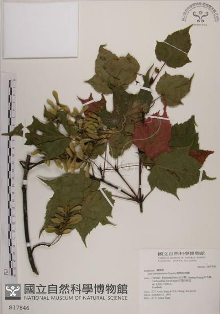 臺灣紅榨槭藏品圖，第1張