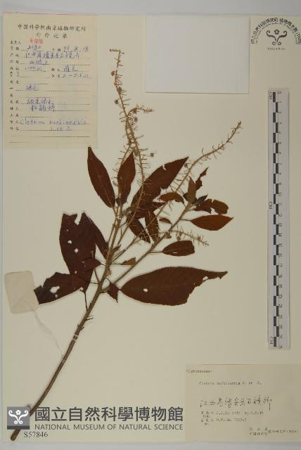 華東山柳藏品圖，第1張