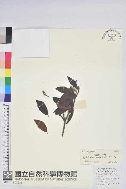 炮仗花杜鵑藏品圖，第1張