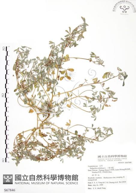 三葉木藍藏品圖，第1張