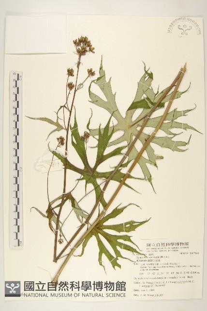 高山破傘菊藏品圖，第1張