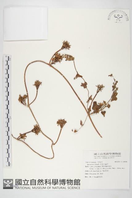 紅花野牽牛藏品圖，第1張