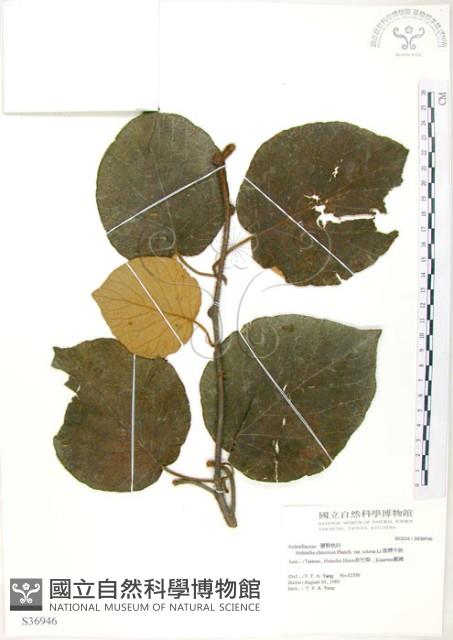 臺灣羊桃藏品圖，第1張