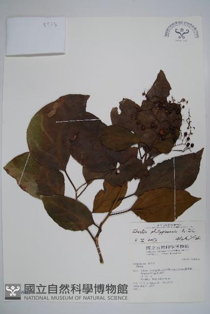 蘭嶼厚殼樹藏品圖，第1張