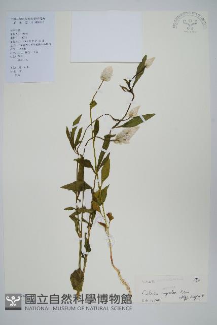 青葙藏品圖，第1張