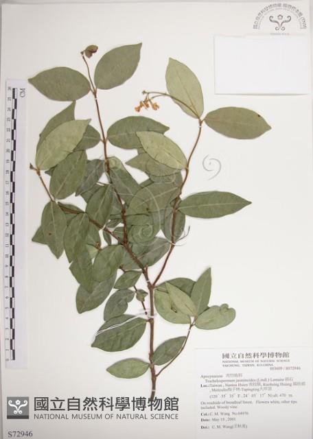 絡石藏品圖，第1張