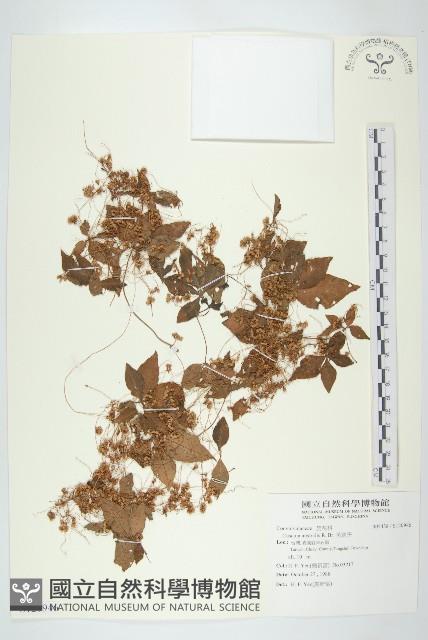 菟絲子藏品圖，第1張