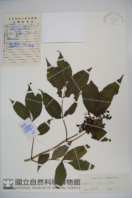 Accession Number:S110946 Collection Image, Figure 1, Total 2 Figures