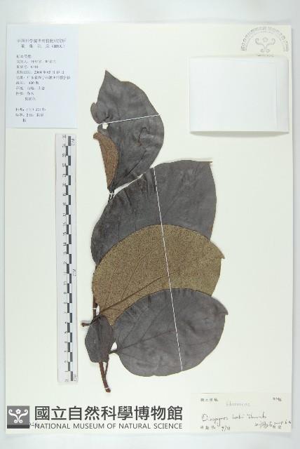 柿、柿仔、紅柿藏品圖，第1張