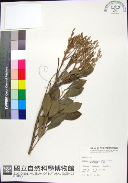 紅柴藏品圖，第1張