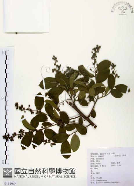 灰木藏品圖，第1張