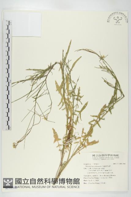 戟葉抪娘蒿藏品圖，第1張