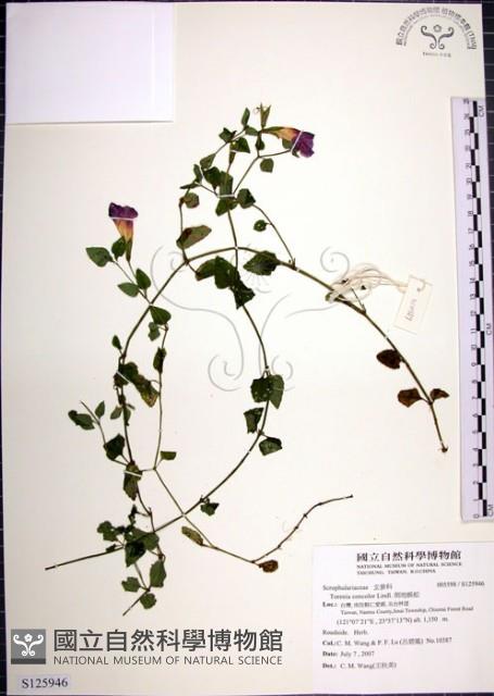 倒地蜈蚣藏品圖，第1張