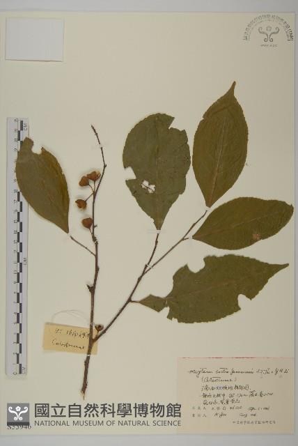 滇南美登木藏品圖，第1張