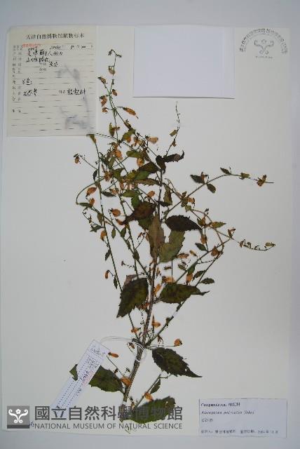 石沙參藏品圖，第1張