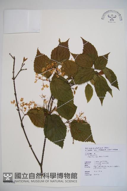 呂宋莢迷藏品圖，第1張