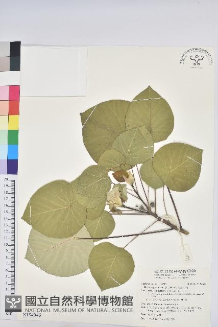 血桐藏品圖，第1張