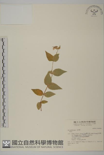 登錄號:S034946藏品圖，第1張