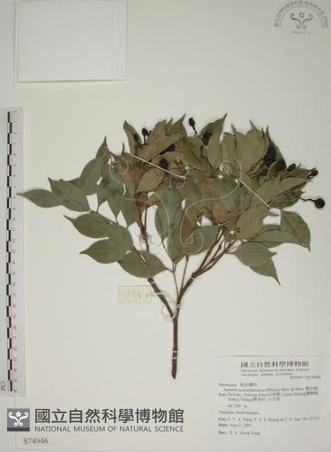 賽赤楠藏品圖，第1張